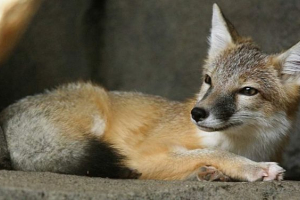 Американська лисиця - найменша лисиця на континенті Американська лисиця - найменша лисиця на континенті